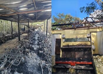 INCENDIO EN COZUMEL: Investiga Fiscalía siniestro en predio; no hubo personas lesionadas
