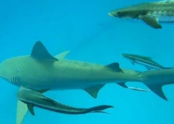 Temporada de avistamiento de tiburón toro incrementa un 70% actividades de buceo