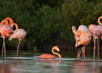 AVISTAMIENTO EN PUNTA SUR: Documentan dos flamencos rosados anillados en Cozumel
