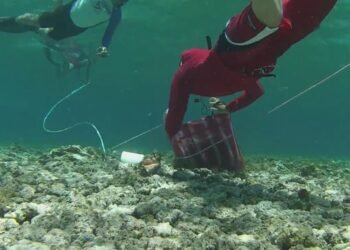 Autorizan captura del caracol rosado en QR