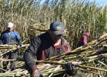 CRISIS CAÑERA: Solicitan productores apoyo estatal para cubrir Seguro Social y condiciones de cortadores