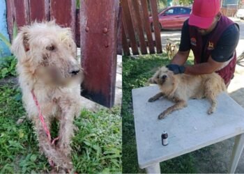 Ataque de puercoespín deja a cinco perros con heridas profundas en Xulha