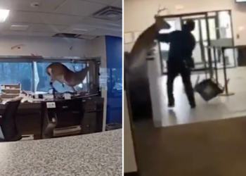 Accidente en Webster Bank: Ciervo causa destrozos en Long Island