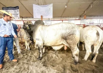 Alerta ganadera: 500 casos de gusano barrenador en Acapulco