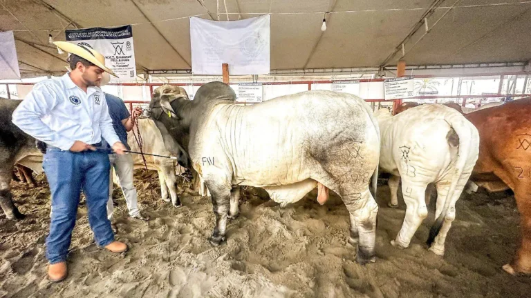 Alerta ganadera: 500 casos de gusano barrenador en Acapulco