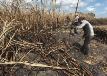 MEJOR CALIDAD DE CAÑA: Confían cañeros en recuperación económica