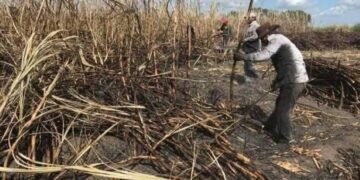 MEJOR CALIDAD DE CAÑA: Confían cañeros en recuperación económica