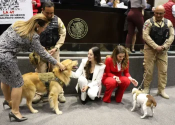 Caducidad legislativa: 102 iniciativas de protección animal sin trámite
