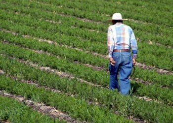 El desembolso de 194 millones de pesos y el contexto político de los apoyos agrícolas