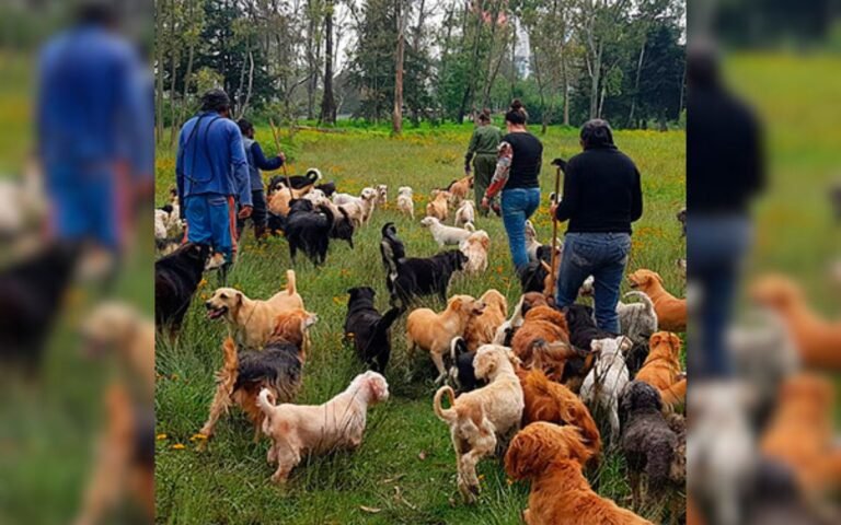 El impactante desalojo del Refugio Franciscano: 1,000 animales en crisis