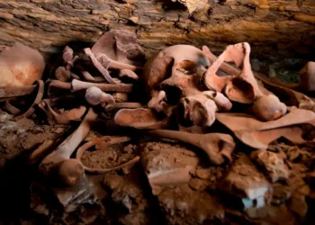 El misterio de los guepardos momificados en cuevas de Arabia Saudita