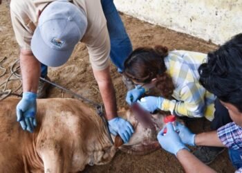 GUSANO BARRENADOR: Cierra QR el 2025 con casi 300 casos