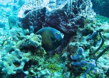 COZUMEL: Avanza proyecto de restauración de arrecifes dañados por Wilma