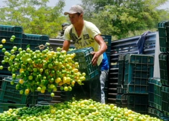 La impunidad de "El Bótox" expone la crisis en la región limonera de Michoacán