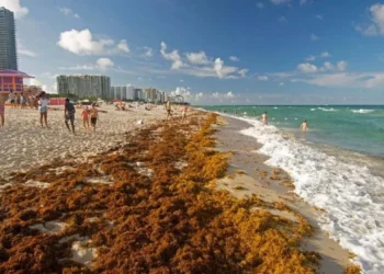 La urgencia del sargazo Quintana Roo: hoteleros y autoridades se coordinan tras un arribo récord