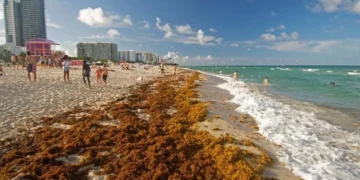 La urgencia del sargazo Quintana Roo: hoteleros y autoridades se coordinan tras un arribo récord