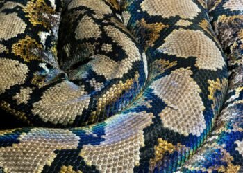 Mujer despierta con una pitón de 2.5 metros en su pecho en Australia