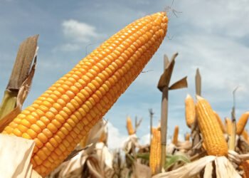 Productores piden a Marcelo Ebrard sacar maíz y frijol del T-MEC