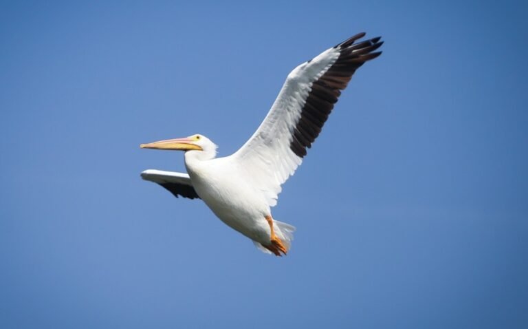 Regresa el pelícano: Evidencia de la recuperación en Texcoco