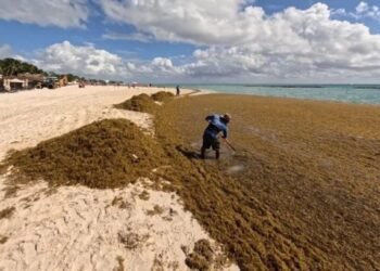 OPORTUNIDAD PRODUCTIVA: Avanza proyecto para procesar el sargazo en QR