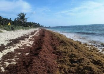 INSTALARÁN BARRERAS: Se alista Marina para combate anticipado del sargazo