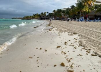 SIGUEN LOS RECALES «ATÍPICOS»: Recolectan 30 toneladas de sargazo en playa Norte, en Isla Mujeres