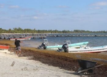 CUANTIOSAS PÉRDIDAS: Sargazo provoca mortandad masiva de langosta en Punta Herrero