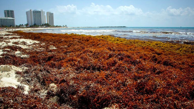 Sargazo en México: la amenaza tóxica que envenena la salud pública y el Caribe