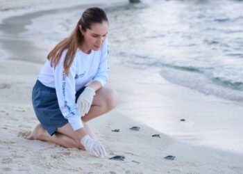 Mantiene Isla Mujeres liderazgo en protección de la tortuga marina