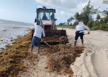SARGAZO: Activa Ayuntamiento operativo emergente en playas de Playa del Carmen