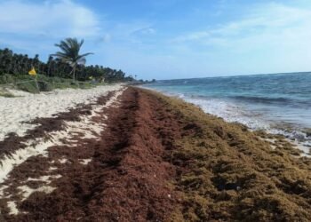 TEMPORADA 2026 DE SARGAZO: “Redistribución” en el Atlántico y mayor presión sobre el Caribe