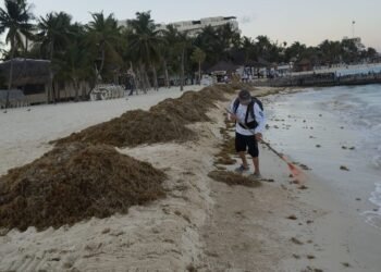 RECALE ATÍPICO: Retiran más de 220 toneladas de sargazo en Playa Norte