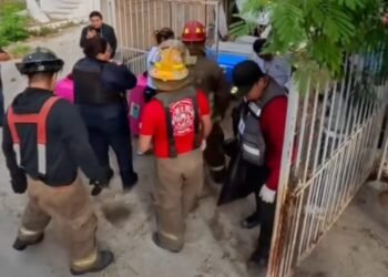 ATAQUE DE JAURÍA: Muere un perro y aseguran 12 animales en la Región 95 de Cancún