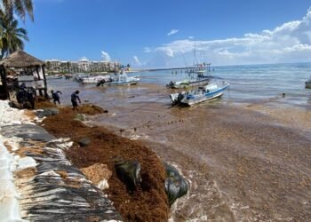 SEGUNDO RECALE ATÍCO: Arriban mil toneladas de sargazo en El Recodo