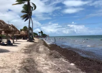 SARGAZO 2026: Registra Cancún primer recale del año en playas Perlas y El Niño