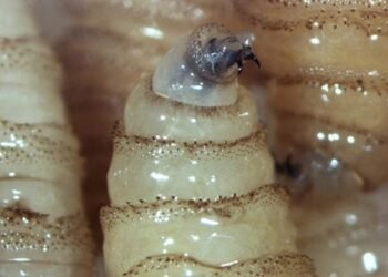 Registra Mérida dos nuevos casos de miasis por gusano barrenador