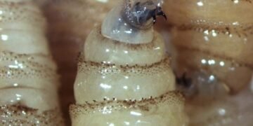 Registra Mérida dos nuevos casos de miasis por gusano barrenador