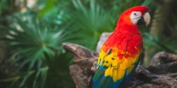 Niega Grupo Xcaret maltrato animal a guacamaya