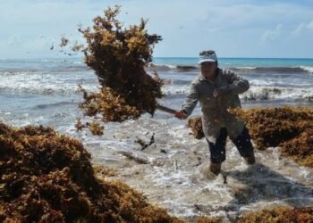 Alerta Semar sobre un incremento del 75% la presencia del sargazo en el Caribe Mexicano