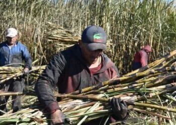 RESPIRO PARA PRODUCTORES: Recuperan índice de azúcar por tonelada de caña 3 RESPIRO PARA PRODUCTORES: Recuperan índice de azúcar por tonelada de caña