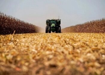 El disparo de las importaciones de maíz: ¿por qué los productores mexicanos están en riesgo?