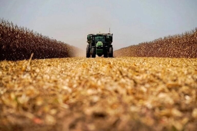 El disparo de las importaciones de maíz: ¿por qué los productores mexicanos están en riesgo?