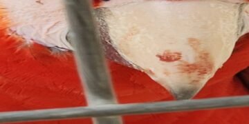 DENUNCIA CIUDADANA: Señalan presunta crueldad animal en Parque Xcaret por muerte de guacamaya