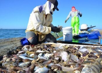 ALTERNATIVA PRODUCTIVA: Piden implementar programa de captura de jaiba en bahía de Chetumal