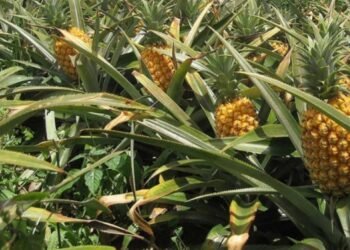 POR SOBREOFERTA: Prevén productores desplome en precio de la piña