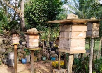 Solicita Quintana Roo protección de indicación geográfica para miel melipona