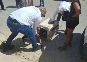 Buscan agilizar procesos y sanciones por maltrato animal en Playa del Carmen