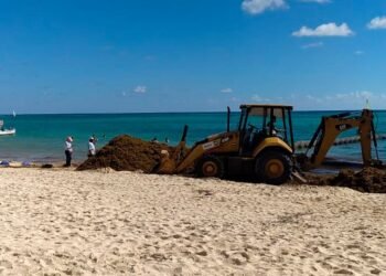 SARGAZO: Prevén el arribo de hasta 60 mil toneladas en Playa del Carmen