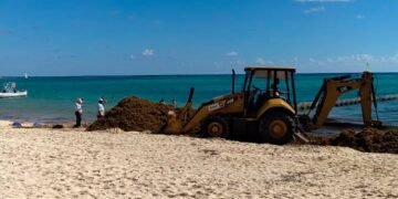 SARGAZO: Prevén el arribo de hasta 60 mil toneladas en Playa del Carmen