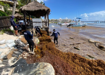 PLAYA DEL CARMEN: Instalarán barrera de 5 kilómetros para contener el recale de sargazo